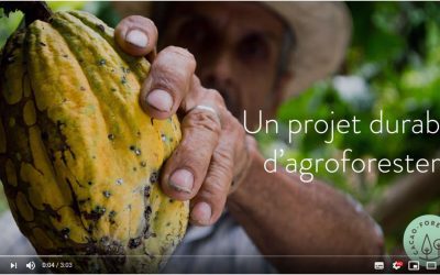 Cacao Forest – un projet collaboratif de terrain…