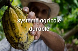 Système agricole durable, projet Cacao Forest
