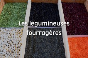 Légumineuses fourragères, projet DIVERE Terra Isara