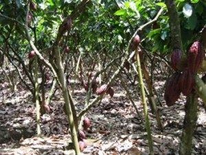 Projet Cacao Forest