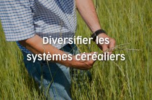 Diversifier les systèmes céréaliers