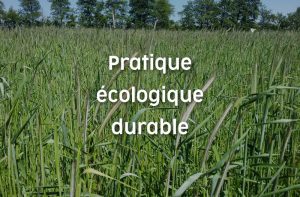 Pratique écologique durable