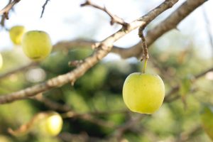 Recherche appliquée eau et production fruitière