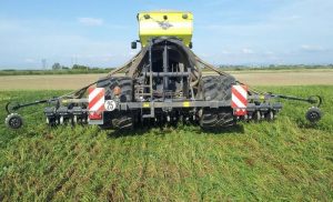 Semi direct sous couvert végétal roulé