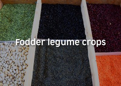 Fodder legume crops