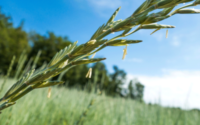 Le projet CASTOR : des Couverts végétaux Au Service de la Transition agrOécologique et de la Réduction d’intrants