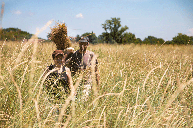 Cultiver des céréales pérennes…