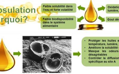 FABio-Nanocap : Films Antimicrobiens Biodégradables à base de Nanocapsules pour la Biopréservation des Aliments
