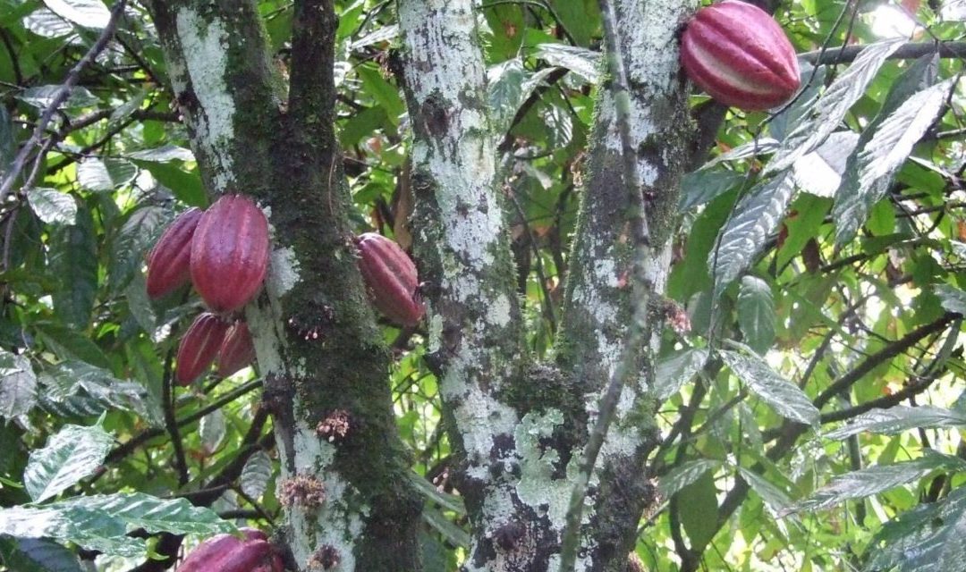 L’AMBITION PÉDAGOGIQUE DE CACAO FOREST