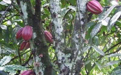 L’AMBITION PÉDAGOGIQUE DE CACAO FOREST