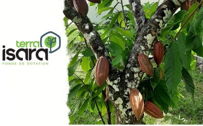 Cacao Forest : Comment pouvons-nous rendre la culture du cacao durable ? 🍫🌳