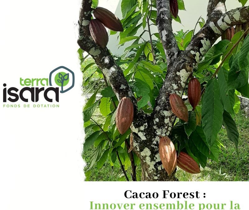 Cacao Forest : Comment pouvons-nous rendre la culture du cacao durable ? 🍫🌳